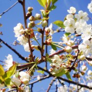 Kirsebærtræer på vej til Skelund – Veddum